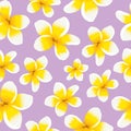 Floral background seamless pattern yellow plumeria Royalty Free Stock Photo