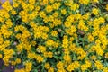 Floral background of small yellow flowers in the form of chamomile, daisies.