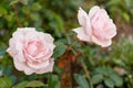 Two beautiful pink roses on blurred green background. Royalty Free Stock Photo