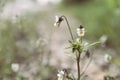 Floral background soft focus. A wild pansies on a beige stony path Royalty Free Stock Photo