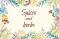 Floral background with spices and herbs