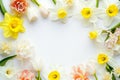 Floral background. Spring flowers frame, layout with yellow and white daffodils and white tulips on white background. Top view, Royalty Free Stock Photo