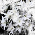 Floral background with stylized bouquet of white lilies Royalty Free Stock Photo