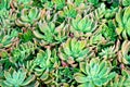 Floral background from succulents. Echeveria. Green cacti