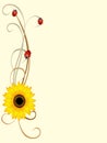 Floral background with sunflower and ladybugs, design element. Royalty Free Stock Photo