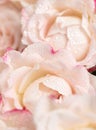 Light pink roses background Royalty Free Stock Photo