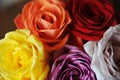 Floral background. Texture of multicolored roses closeup Royalty Free Stock Photo