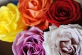 Floral background. Texture of multicolored roses closeup Royalty Free Stock Photo