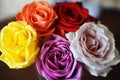 Floral background. Texture of multicolored roses closeup Royalty Free Stock Photo