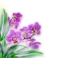 Floral background of tropica