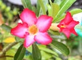 Floral background. Tropical flower Pink Adenium. Royalty Free Stock Photo