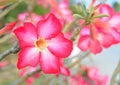 Floral background. Tropical flower Pink Adenium. Desert rose. Royalty Free Stock Photo