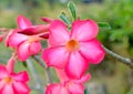 Floral background. Tropical flower Pink Adenium. Desert rose. Royalty Free Stock Photo