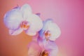 Floral background of tropical orchids. Close up orchids in soft mixed pastel color style. Pink and orange palette Royalty Free Stock Photo