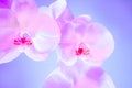 Floral background of tropical orchids. Close up orchids in soft mixed pastel color style. Pink and purple palette Royalty Free Stock Photo