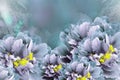 Floral background turquoise-violet peonies. Flowers close-up on a turquoise-violet background. Flower composition. Royalty Free Stock Photo