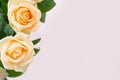 Floral background of two delicate high key beige roses macro on white