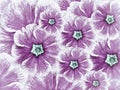 Floral background of violet flowers. Flowers white purple with light blue middle. Royalty Free Stock Photo