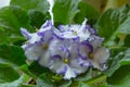 Floral background violet. Flowers and leaves closeup beautiful Saintpaulia terry blooming purple blue. Growing and caring for home Royalty Free Stock Photo