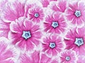 Floral background of violet flowers. Flowers white pink with light blue middle. Royalty Free Stock Photo