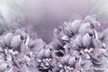 Floral background violet-gray peonies. Flowers close-up on a light violet background. Flower composition. Royalty Free Stock Photo