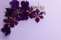 Floral background in violet tones.