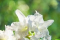 White dendrobium orchid flowers on green bokeh background Royalty Free Stock Photo
