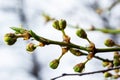 Floral background with white flowers and green leaves. Plum blossoms in the spring garden. Wild plums tree blossom blooming. Macro Royalty Free Stock Photo