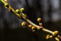 Floral background with white flowers and green leaves. Plum blossoms in the spring garden. Wild plums tree blossom blooming. Macro Royalty Free Stock Photo