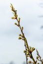 Floral background with white flowers and green leaves. Plum blossoms in the spring garden. Wild plums tree blossom blooming. Macro