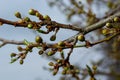 Floral background with white flowers and green leaves. Plum blossoms in the spring garden. Wild plums tree blossom blooming. Macro