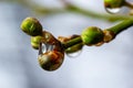 Floral background with white flowers and green leaves. Plum blossoms in the spring garden. Wild plums tree blossom blooming. Macro Royalty Free Stock Photo