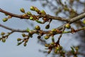 Floral background with white flowers and green leaves. Plum blossoms in the spring garden. Wild plums tree blossom blooming. Macro Royalty Free Stock Photo