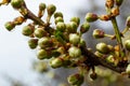 Floral background with white flowers and green leaves. Plum blossoms in the spring garden. Wild plums tree blossom blooming. Macro Royalty Free Stock Photo