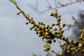 Floral background with white flowers and green leaves. Plum blossoms in the spring garden. Wild plums tree blossom blooming. Macro Royalty Free Stock Photo