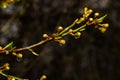 Floral background with white flowers and green leaves. Plum blossoms in the spring garden. Wild plums tree blossom blooming. Macro