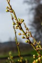 Floral background with white flowers and green leaves. Plum blossoms in the spring garden. Wild plums tree blossom blooming. Macro