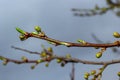 Floral background with white flowers and green leaves. Plum blossoms in the spring garden. Wild plums tree blossom blooming. Macro