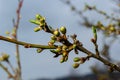 Floral background with white flowers and green leaves. Plum blossoms in the spring garden. Wild plums tree blossom blooming. Macro Royalty Free Stock Photo