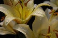 Branch of white lilies on black. Wter drops on petals after rain.