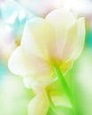 floral background with white orchid