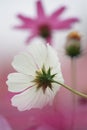 Floral background - white cosmos flower - summer Stock Photos Royalty Free Stock Photo