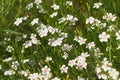 Floral background of white small maiden pink flowers or Dianthus deltoides Royalty Free Stock Photo