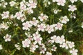 Floral background of white small maiden pink flowers or Dianthus deltoides Royalty Free Stock Photo