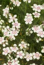 Floral background of white small maiden pink flowers or Dianthus deltoides Royalty Free Stock Photo