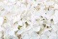 Floral background of white tiny flowers of Lilac. Flat lay. Top view. Selective focus Royalty Free Stock Photo