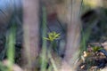 Floral background, wildflower Gagea lutea or Yellow Star-of-Bethlehem. Lily family edible medical herb Royalty Free Stock Photo