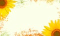 Floral background of yellow flower of sunflower