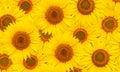 Floral background of yellow flower of sunflower