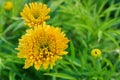 floral background. yellow flowers marigolds on green blurred background Royalty Free Stock Photo